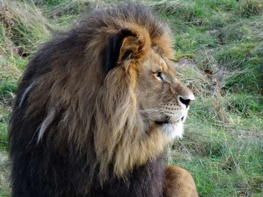 Afrikanischer Löwe im Zoologischen Garten Wuppertal im November 2014