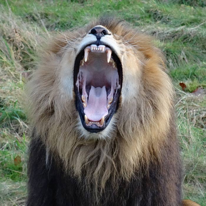 Afrikanischer Löwe im Wuppertaler Zoo im November 2014