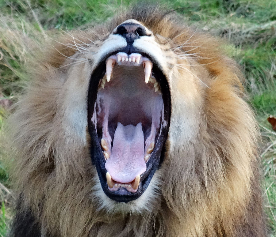 Afrikanischer Löwe im Wuppertaler Zoo im November 2014