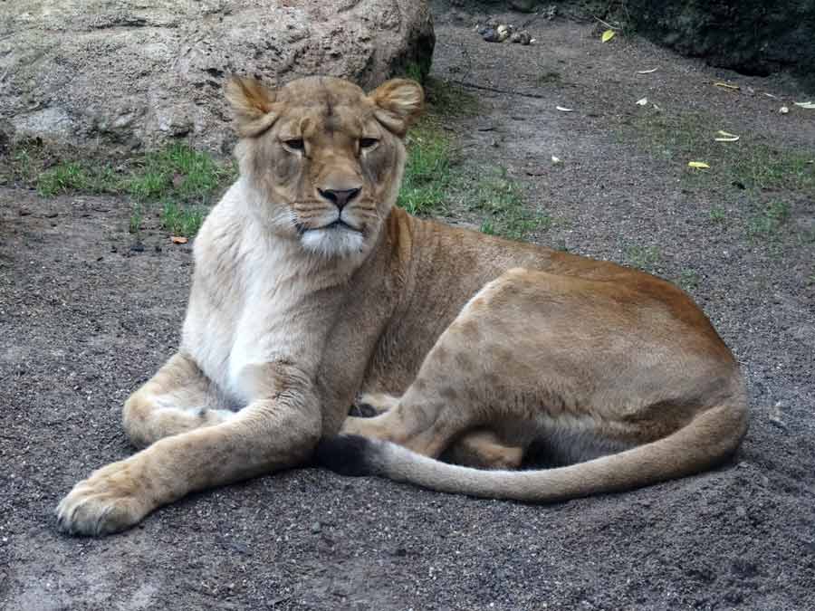 Afrikanische Löwin LUENA im Grünen Zoo Wuppertal im November 2014