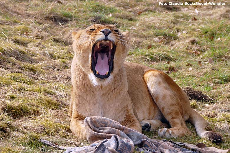 Afrikanische Löwen-Katze am 7. März 2015 auf der Löwen-Savanne im Zoologischen Garten der Stadt Wuppertal (Foto Claudia Böckstiegel-Wengler)