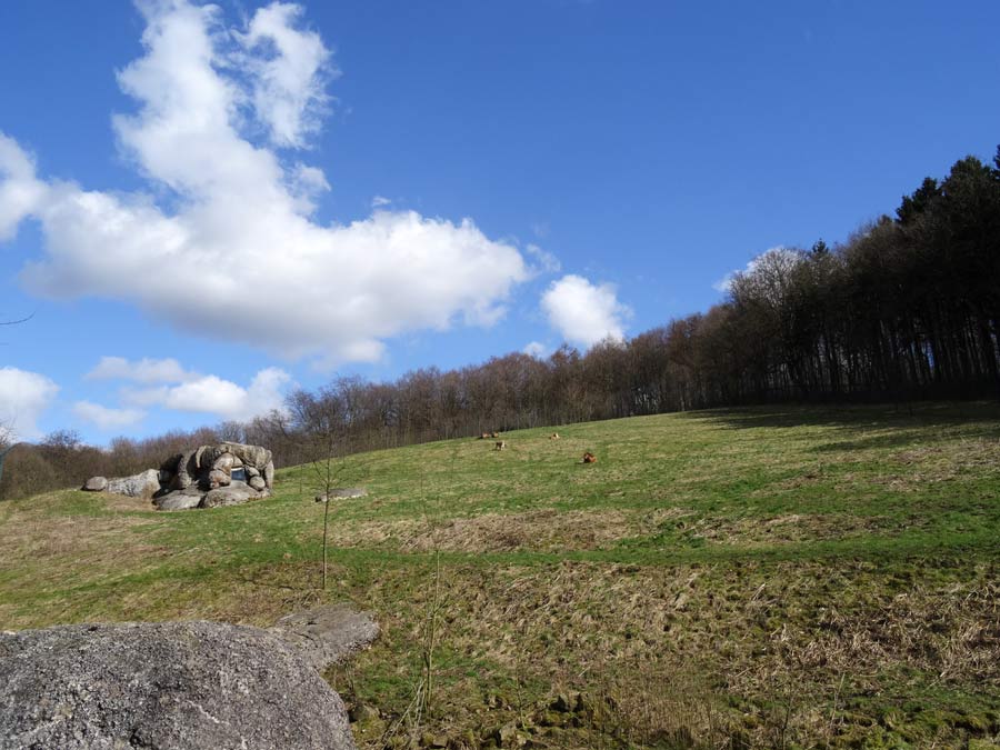 Afrikanische Löwen im Zoo Wuppertal im April 2015