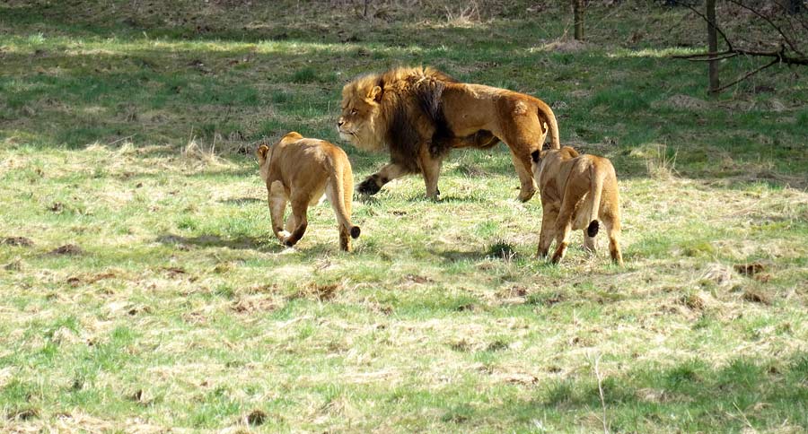 Afrikanische Löwen im Wuppertaler Zoo im April 2015