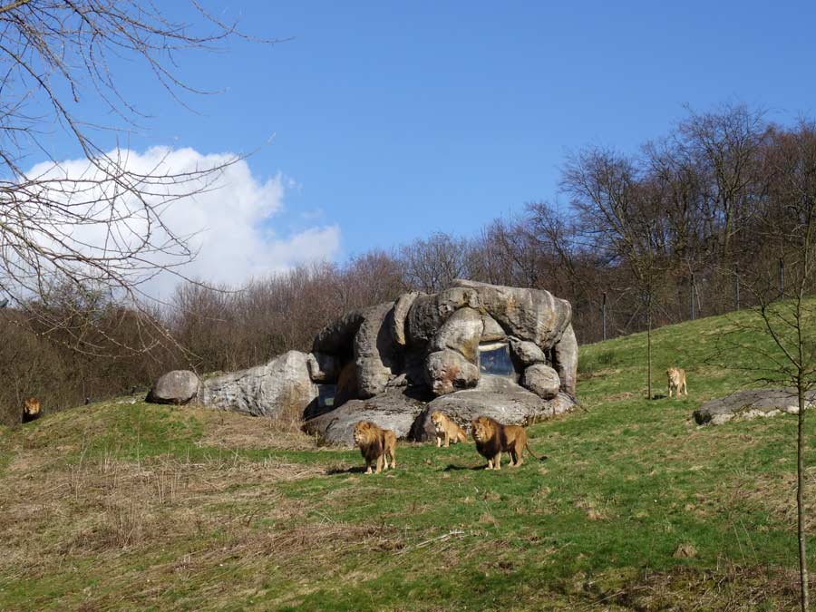 Afrikanische Löwen im Zoologischen Garten Wuppertal im April 2015