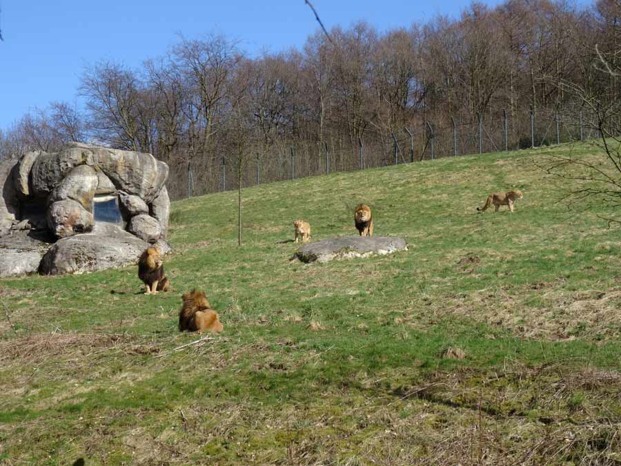 Afrikanische Löwen im Grünen Zoo Wuppertal im April 2015