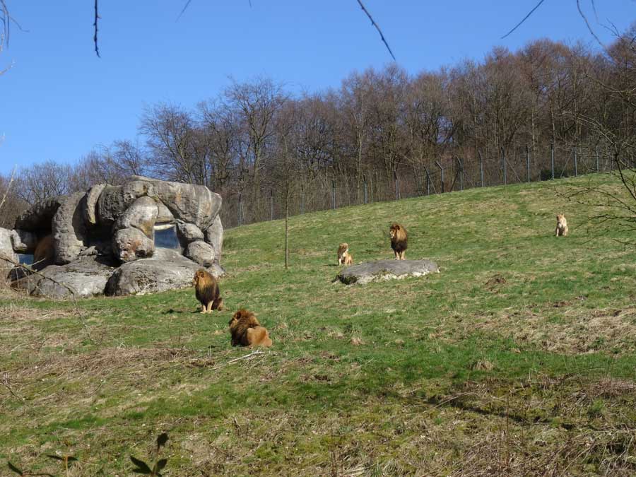 Afrikanische Löwen im Wuppertaler Zoo im April 2015