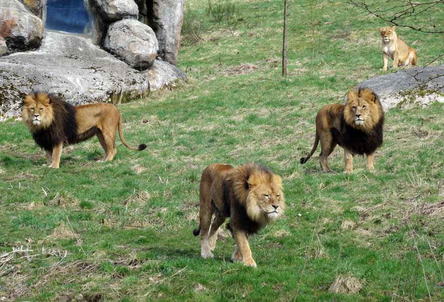 Afrikanische Löwen im Zoo Wuppertal im April 2015