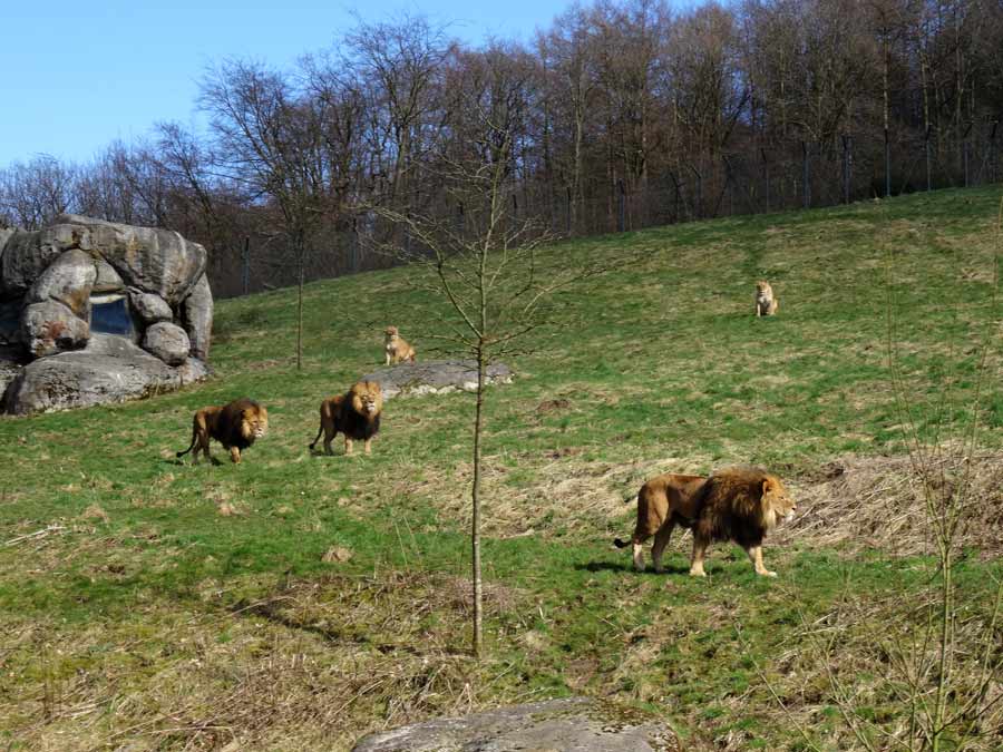 Afrikanische Löwen im Zoologischen Garten Wuppertal im April 2015