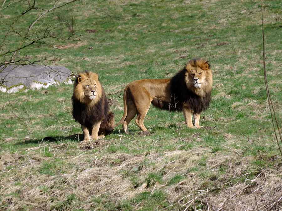 Afrikanische Löwen im Grünen Zoo Wuppertal im April 2015