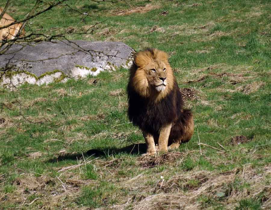 Afrikanischer Löwe im Wuppertaler Zoo im April 2015