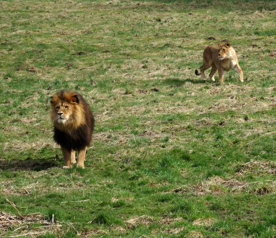 Afrikanische Löwen im Zoologischen Garten Wuppertal im April 2015