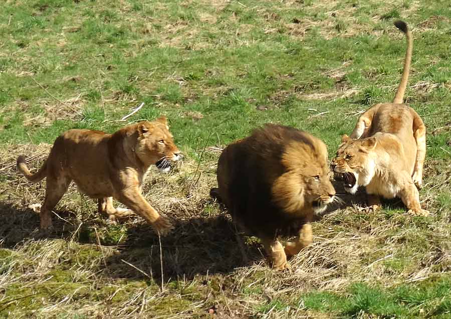 Afrikanische Löwen im Wuppertaler Zoo im April 2015