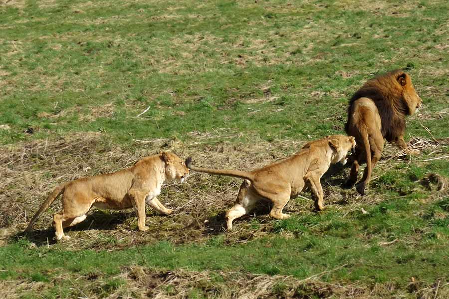 Afrikanische Löwen im Grünen Zoo Wuppertal im April 2015