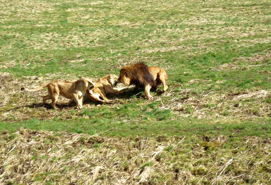 Afrikanische Löwen im Wuppertaler Zoo im April 2015