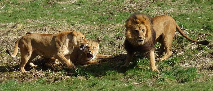 Afrikanische Löwen im Zoologischen Garten Wuppertal im April 2015