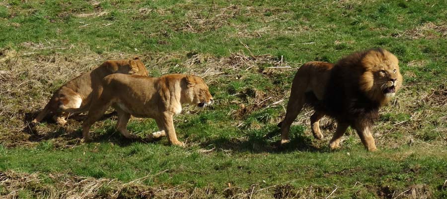 Afrikanische Löwen im Grünen Zoo Wuppertal im April 2015