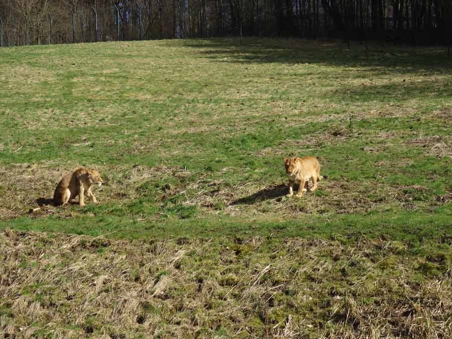 Afrikanische Löwen im Zoologischen Garten Wuppertal im April 2015