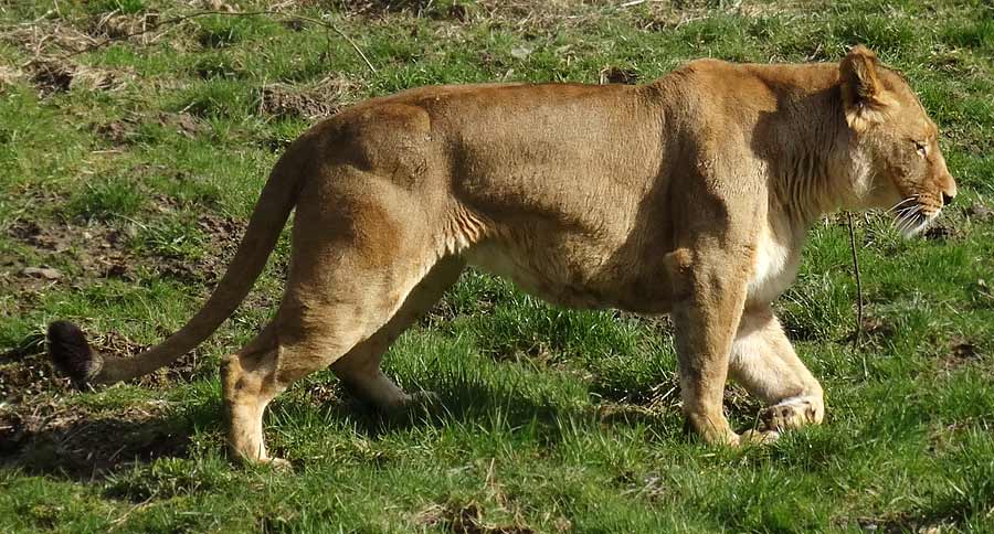 Afrikanische Löwin MALAIKA im Grünen Zoo Wuppertal im April 2015