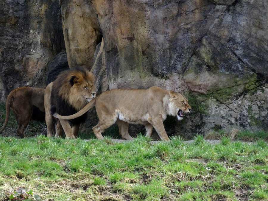 Afrikanische Löwen im Zoo Wuppertal im April 2015