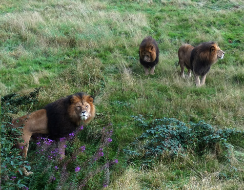 Die drei Afrikanischen Löwenkater im Jahr 2015 auf dem Freigelände im Zoologischen Garten der Stadt Wuppertal (Collage)