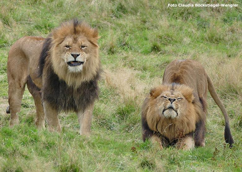 Afrikanische Löwen-Kater am 21. September 2015 auf der Löwen-Savanne im  Grünen Zoo Wuppertal (Foto Claudia Böckstiegel-Wengler)