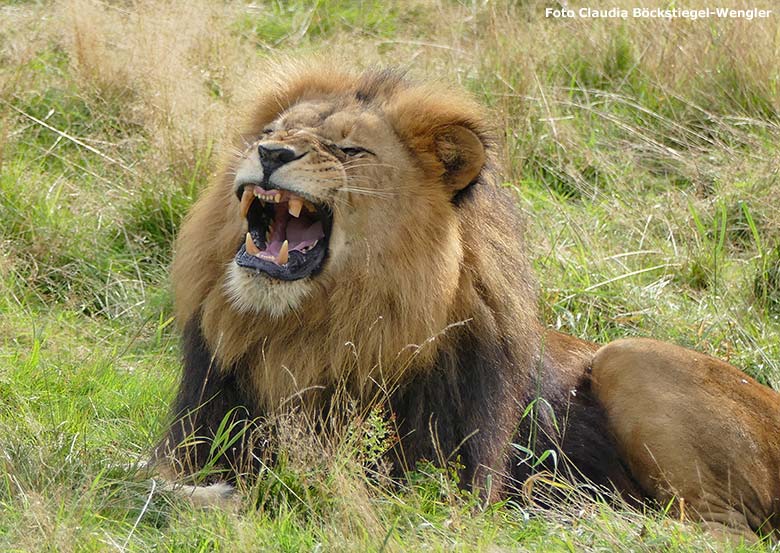 Afrikanische Löwen-Kater am 21. September 2015 auf der Löwen-Savanne im Zoo Wuppertal (Foto Claudia Böckstiegel-Wengler)