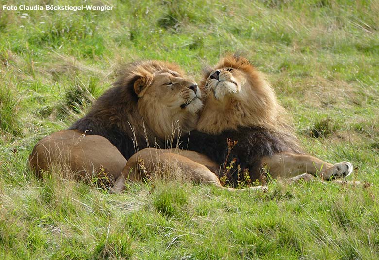 Afrikanische Löwen-Kater am 21. September 2015 auf der Löwen-Savanne im Wuppertaler Zoo (Foto Claudia Böckstiegel-Wengler)