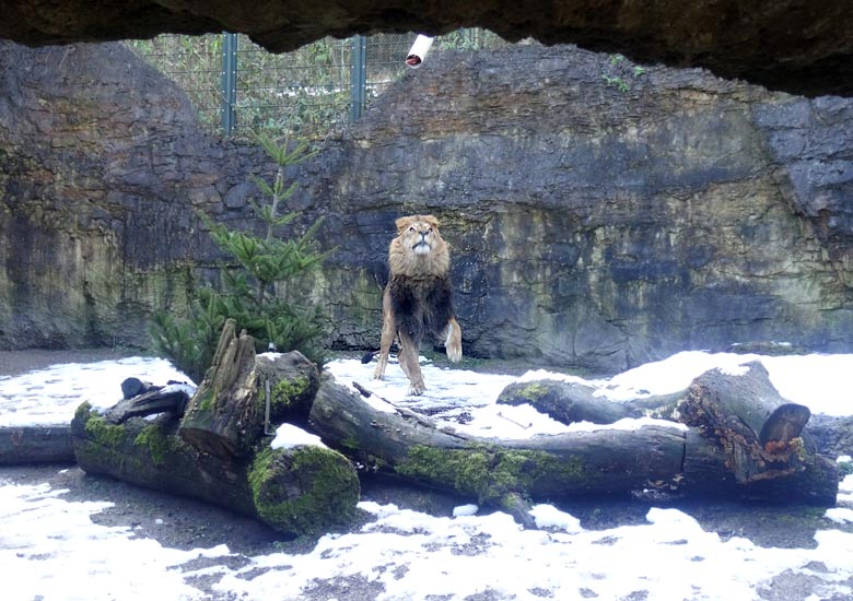 Afrikanischer Löwe Massai am 13. März 2016 im Zoologischen Garten Wuppertal