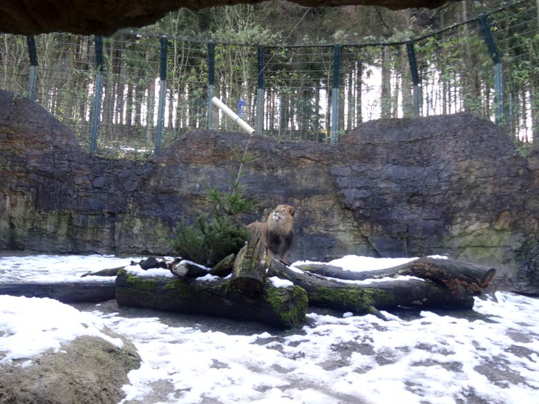 Afrikanischer Löwe Massai am 13. März 2016 im Grünen Zoo Wuppertal