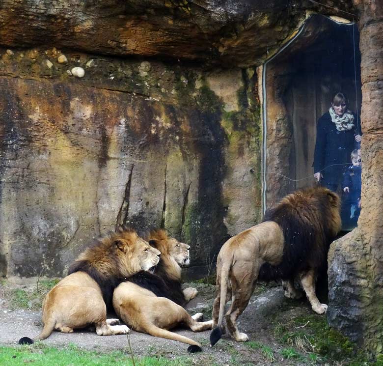DreiAfrikanische Löwenkater vor Zoogästen am 30. März 2016 im Zoo Wuppertal