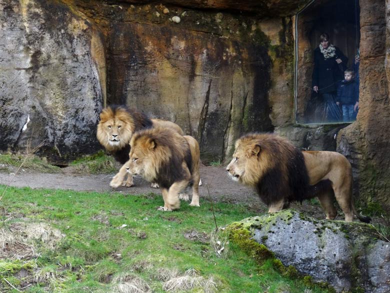 Afrikanische Löwen vor Zoogästen am 30. März 2016 im Wuppertaler Zoo