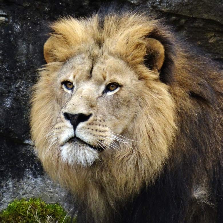 Afrikanischer Löwenkater am 30. März 2016 im Zoologischen Garten der Stadt Wuppertal