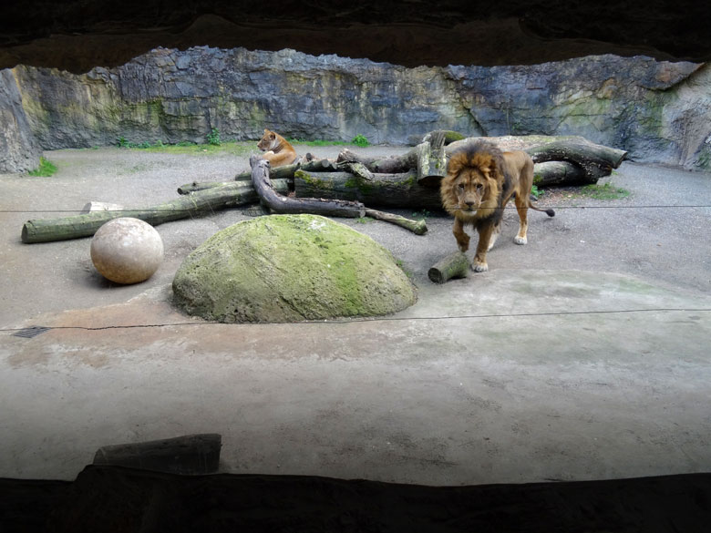 Neue Folien ermöglichen einen klaren Blick auf die Afrikanischen Löwen hinter den Sicherheits-Glasscheiben am 24. April 2016 im Zoologischen Garten der Stadt Wuppertal