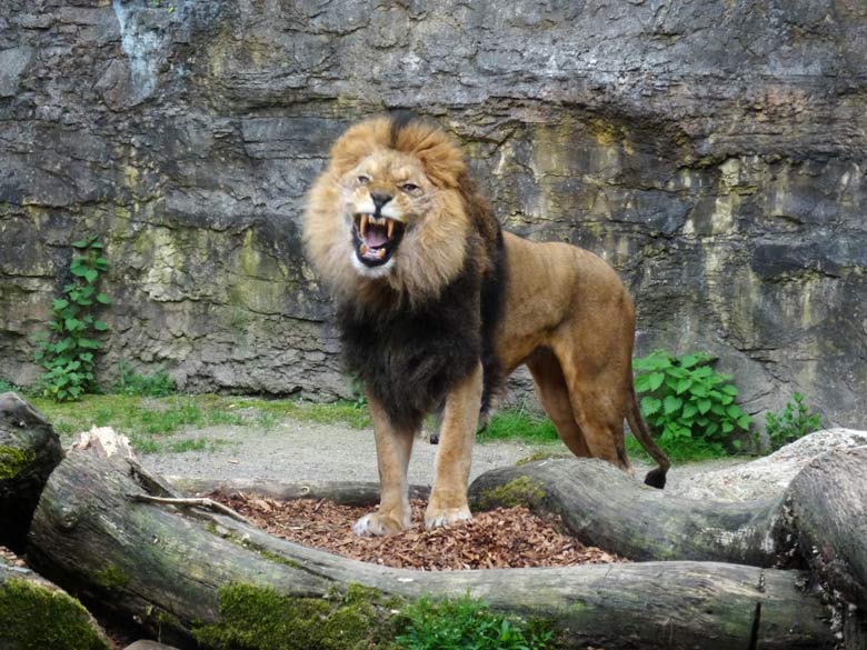 Afrikanischer Löwenkater Massai am 14. Mai 2016 im Grünen Zoo Wuppertal