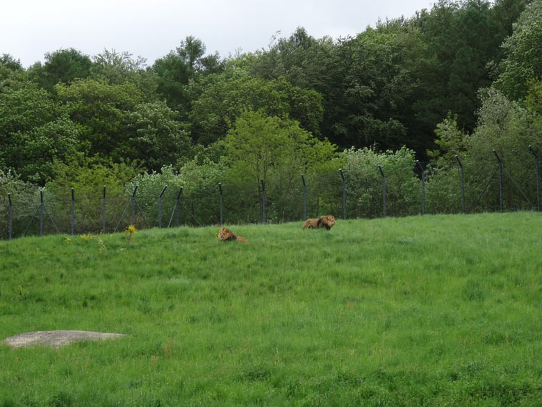 Drei Afrikanische Löwen am 14. Mai 2016 auf der Löwensavanne im Zoologischen Garten der Stadt Wuppertal