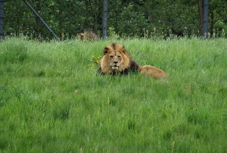 Zwei Afrikanische Löwen am 14. Mai 2016 auf der Löwensavanne im Grünen Zoo Wuppertal