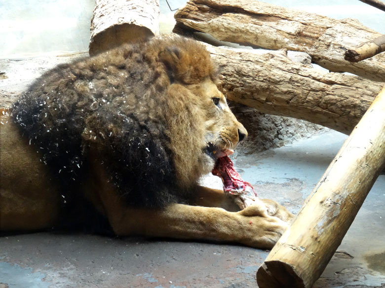 Löwenkater "Massai" bei der Schaufütterung am 4. Juni 2016 im Innengehege im Löwenhaus im Zoologischen Garten der Stadt Wuppertal