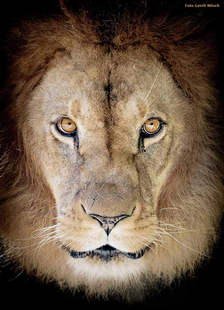 Afrikanischer Löwen-Kater MASSAI am 20 Juli 2016 im Grünen Zoo Wuppertal (Foto Gerrit Nitsch)