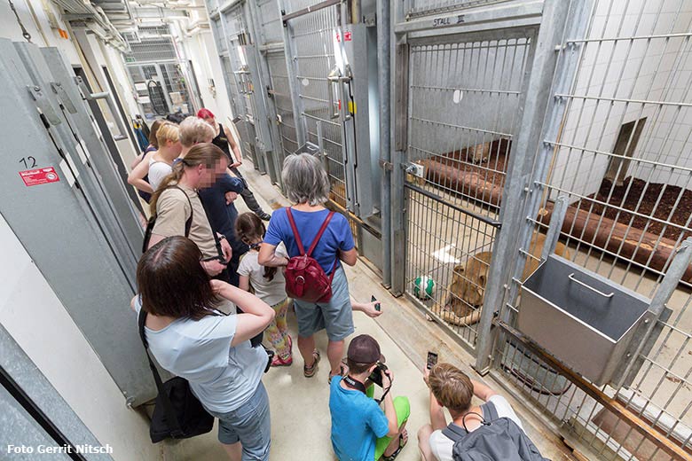 Blick hinter die Kulissen bei den Löwen am Raubtiertag am 27. Mai 2017 im Grünen Zoo Wuppertal (Foto Gerrit Nitsch)