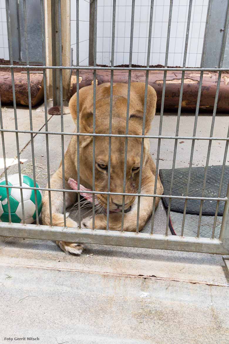 Blick hinter die Kulissen bei den Löwen am Raubtiertag am 27. Mai 2017 im Zoo Wuppertal (Foto Gerrit Nitsch)