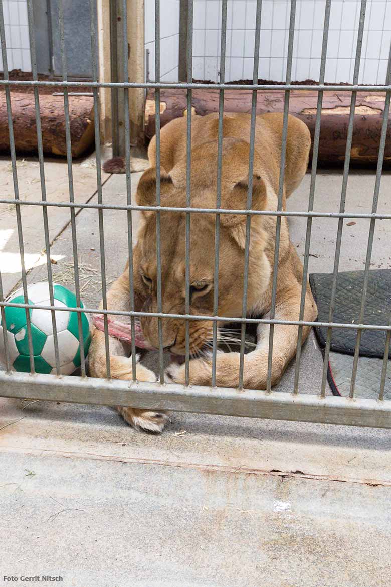 Blick hinter die Kulissen bei den Löwen am Raubtiertag am 27. Mai 2017 im Zoologischen Garten der Stadt Wuppertal (Foto Gerrit Nitsch)