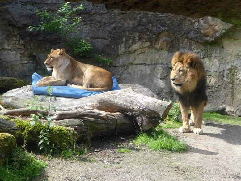 Afrikanische Löwenkatze LUENA mit dem Afrikanischen Löwenkater MASSAI am 5. Juni 2017 im Grünen Zoo Wuppertal