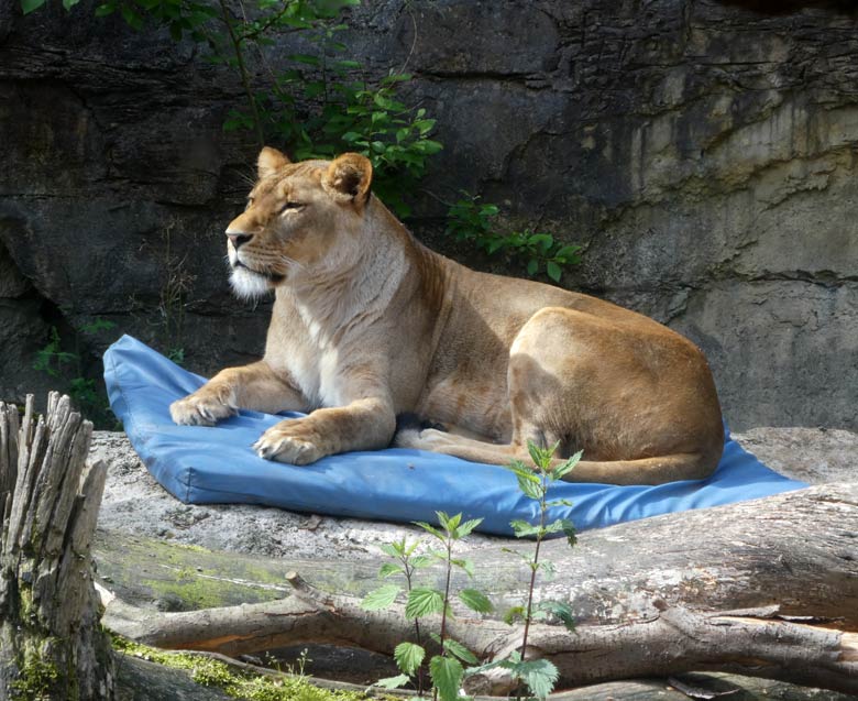 Afrikanische Löwin LUENA am 5. Juni 2017 im Zoo Wuppertal