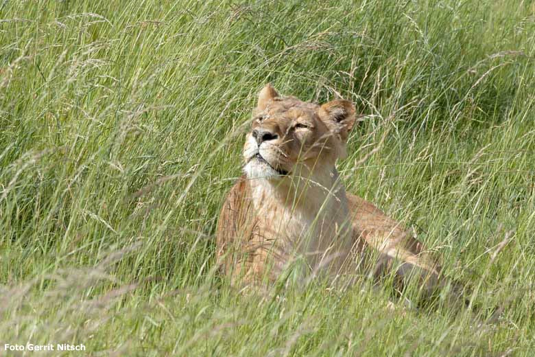 Afrikanische Löwen-Katzen MALAIKA am 14. Juni 2017 im hohen Gras auf der Löwen-Savanne im Wuppertaler Zoo (Foto Gerrit Nitsch)