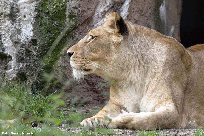 Afrikanische Löwen-Katzen MALAIKA am 15. Juli 2017 vor dem Löwen-Haus im Zoo Wuppertal (Foto Gerrit Nitsch)