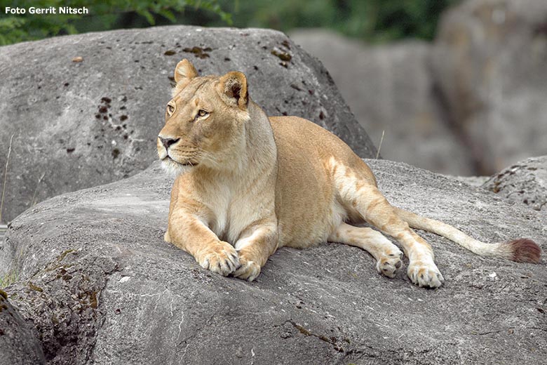 Afrikanische Löwen-Katzen MALAIKA am 15. Juli 2017 auf der Felsen-Anlage auf der Löwen-Savanne im Zoologischen Garten der Stadt Wuppertal (Foto Gerrit Nitsch)