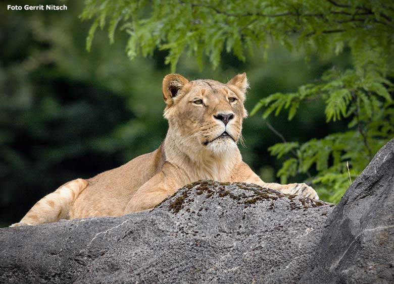 Afrikanische Löwen-Katzen MALAIKA am 15. Juli 2017 auf der Felsen-Anlage auf der Löwen-Savanne im Grünen Zoo Wuppertal (Foto Gerrit Nitsch)