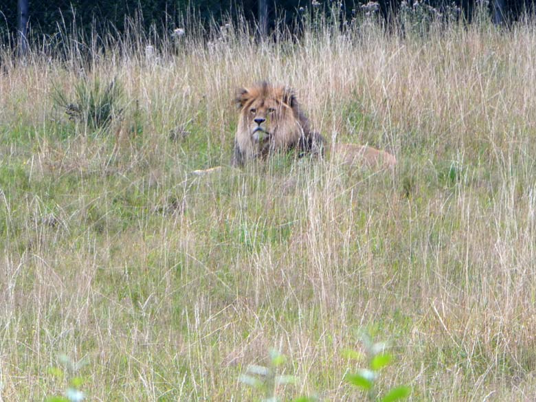 Afrikanischer Löwen-Kater am 1. August 2017 auf der Löwensavanne im Grünen Zoo Wuppertal