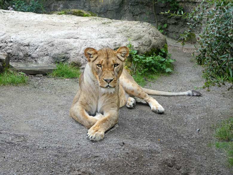 Afrikanische Löwen-Katze LUENA am 1. August 2017 auf der Mini-Außenanlage im Zoo Wuppertal