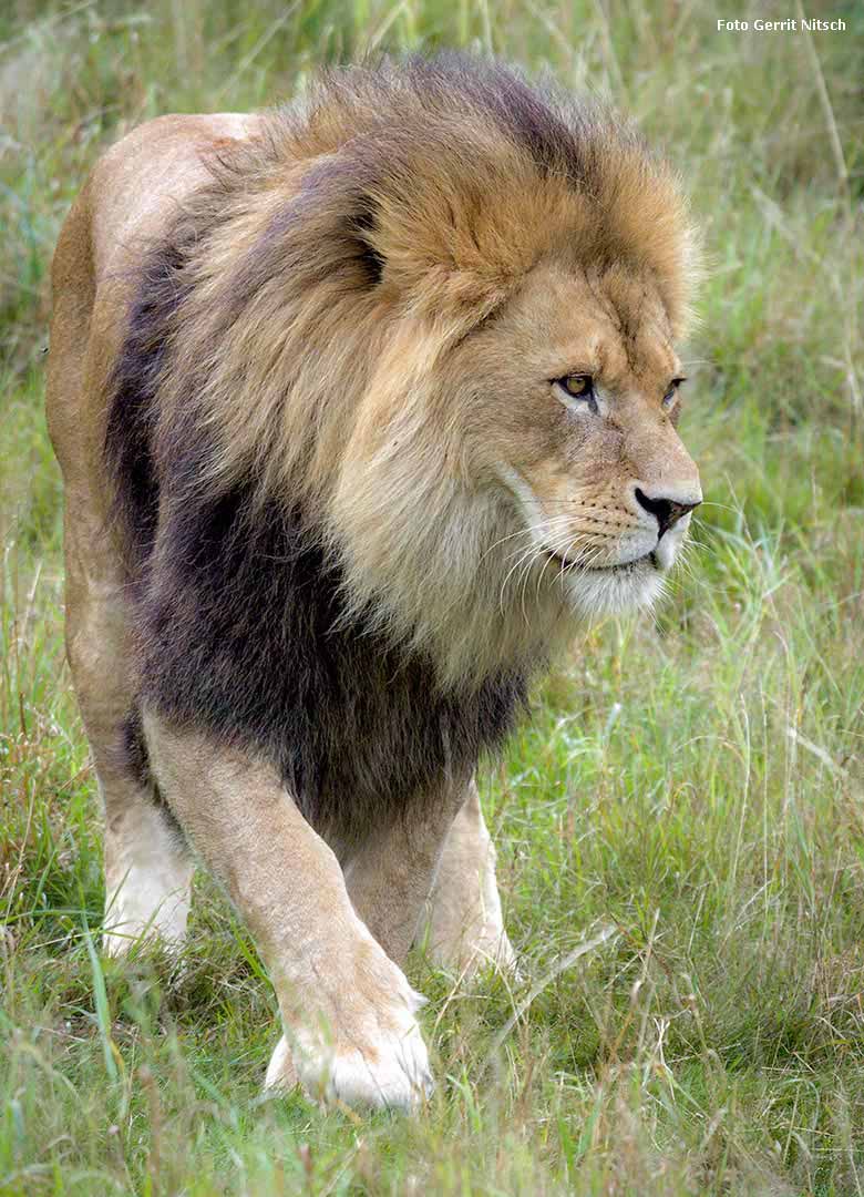 Afrikanischer Löwe am 4. August 2017 im Zoo Wuppertal (Foto Gerrit Nitsch)